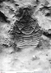 Historisches Foto von Galatheites zitteli (Moericke, 1889) (NHMW-AFW-GEO-BACHMAYER-FOTO-1990-0041-0575)